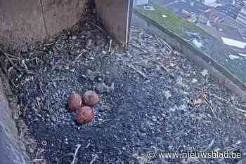 Koppel slechtvalken in nest aan schoorsteen van Agfa-Gevaert legt zijn eieren