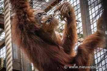 Experiment met ingekuilde bladeren in Planckendael lukt: “Hoera, ze lusten het!”