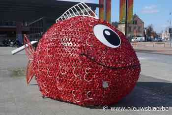 Waarom deze gigantische rode vis plots opduikt in hartje Maaseik