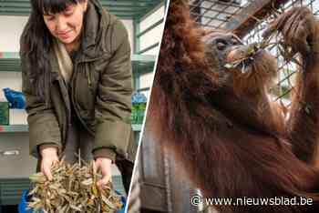 Succesvol experiment met ingekuilde bladeren in Planckendael: “Alleen de giraffen eten het met lange tanden”
