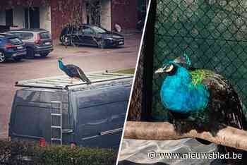 Pauw rijdt mee op dak van bestelwagen: vogelopvangcentrum op zoek naar eigenaar