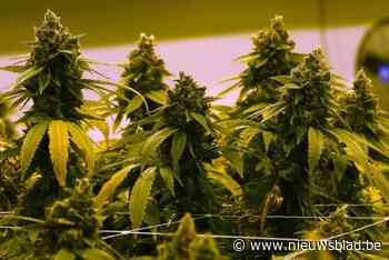 Albanese drugsbende die opereerde vanuit Deurne opgerold: 43 kilo cannabis in beslag genomen