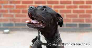 PDSA warn of seven illegal things you could be doing as a dog owner without knowing