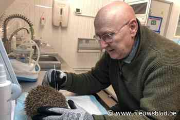 Water staat egelopvangcentrum aan de lippen: “Dit kan wel eens het einde betekenen”