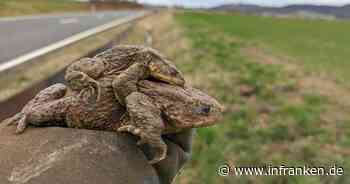 Ebensfeld: Krötenwanderungen starten wieder - Autofahrer um Vorsicht gebeten