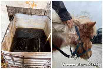 Politie neemt 7 paarden en 2 pony’s in beslag: “Ze zaten opgesloten in boxen zonder eten en drinken”