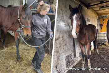 Politie neemt zeven paarden en twee pony’s in beslag: “Ze zaten opgesloten in boxen zonder eten en drinken”