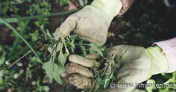 "Großer Frühjahrsputz im Garten sollte noch warten" - Naturschützer mit Tipps für Vorfrühling
