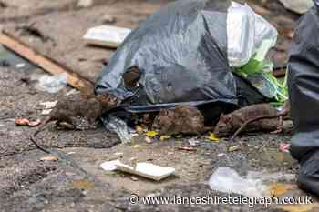 RSPCA shares what to do if you find an injured rat or mouse