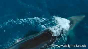 Astonishing moment orca kills great white shark after slamming into it at high speed is captured in rare footage