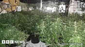 Cannabis farm found during burglary investigation