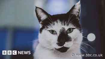 University campus cat honoured with statue