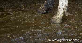 Thijs (20) sloeg bejaarde tot bloedens toe nadat hij emmer stront over zich heen kreeg, maar gaat vrijuit