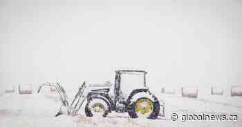 ‘White gold’: Environment Canada says snow welcome for Sask. farmers
