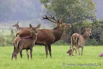 Noord-Limburg gaat wilde edelherten tellen: “Kijken hoe we met deze dieren kunnen samenleven”