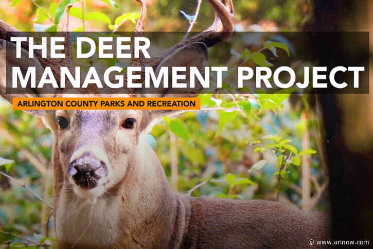Managing deer overpopulation to preserve Arlington’s forests