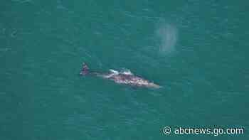 What is a whale native to the North Pacific doing off New England? Climate change could be the key