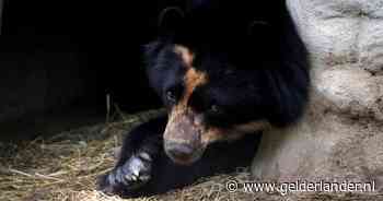 Beer valt Deense skiër aan in natuurreservaat
