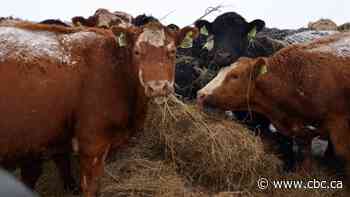 How growing cattle feed indoors could help ranchers maintain herds during drought