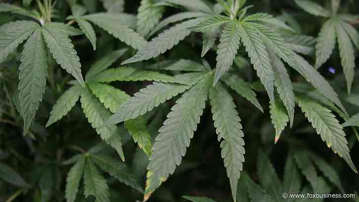 Puff, puff, pay: Business offers competitive salary to smoke weed as a cannabis connoisseur