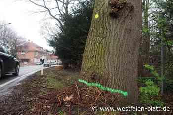 Besorgnis wegen Markierungen an Rahdener Bäumen