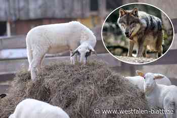 Nach Wolfsunfall in Bünde: Tierhalter sind besorgt