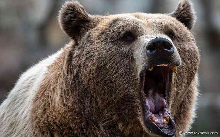 Skier injured in bear attack at North Macedonia nature park, officials say