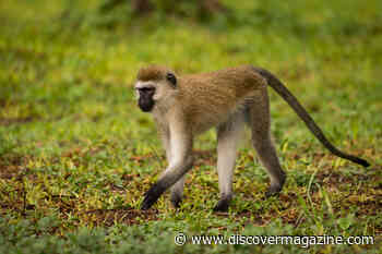 Humans Don't Walk Around With Tails Likely Because of This Genetic Mutation