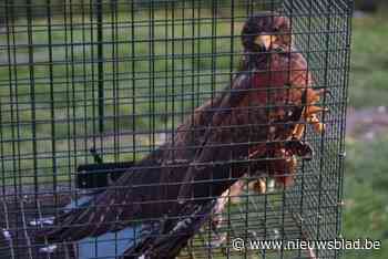 Politie neemt hertjes, struisvogel, ara’s, kookaburra’s en woestijnbuizerds in beslag