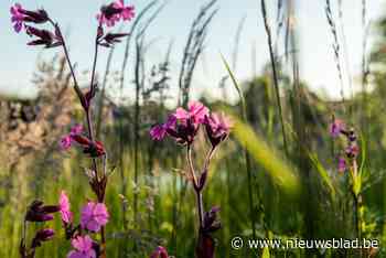 Mechelen verlengt project voor bloemrijke akkerranden: “Het valt duidelijk in de smaak”
