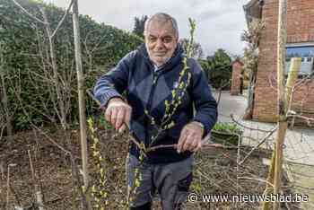 De jarenlange zoektocht van Guido (71) naar de bananenpeer