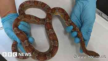 Former Hull pet shop owner convicted of animal cruelty