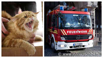 „Biss sich fest“: Feuer, Rauch und eine rebellische Katze – drei Feuerwehrler verletzt