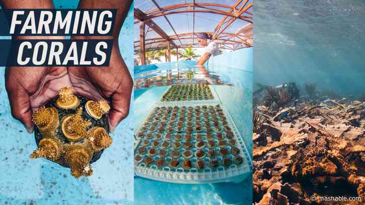 What if protecting coral reefs means growing them on land?