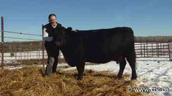 As drought persists on the Prairies, some farmers are selling off their herds