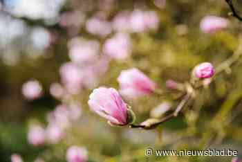 Lentekleuren zijn drie tot vier weken vroeger dan normaal