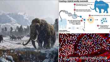 De-extinction of the woolly mammoth takes a major step forwards: Scientists successfully reprogramme elephant stem cells - and it could allow them to resurrect the lost species by 2028