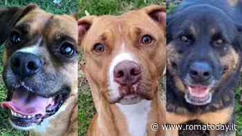 Adottare un cane è un’esperienza unica: i quattro zampe in cerca di una famiglia