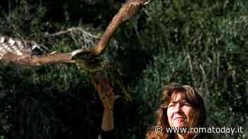 Torna a volare la poiana con l'ala fratturata: era stata colpita da un bracconiere
