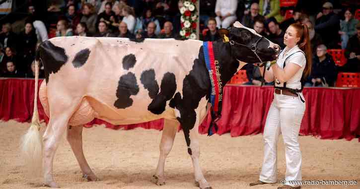 Kuh Pamela ist neue «Miss Ostfriesland»