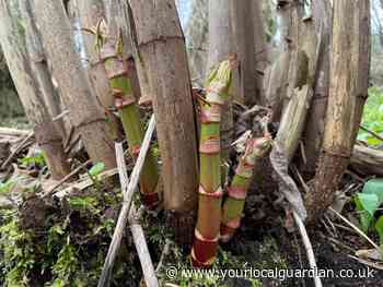 Japanese Knotweed growing early this year in London