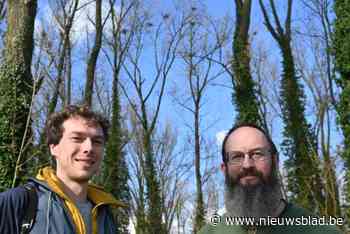 Uniek schouwspel in De Gavers: kolonie van 140 blauwe reigers broedt in boomtoppen van oud populierenbos