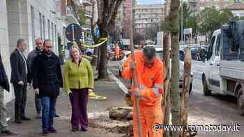 Piantati 45 alberi in una sola strada: “Compensiamo gli abbattimenti del passato”
