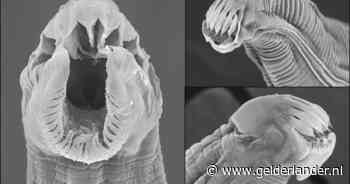 Bekijk de bodem door een microscoop, en je stuit op monsterlijke wezens - die uiterst nuttig blijken