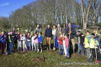 Nieuw Wingebos in Rotselaar: 1.800 bomen worden aangeplant