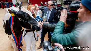 „Miss Ostfriesland“: Pamela ist die schönste Kuh