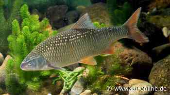Österreich: Vom Aussterben bedrohter Fisch in ORF-Sendung gebraten