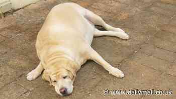 So that's why Labradors get so fat! Scientists discover a genetic mutation in a quarter of all dogs that hard-wires them for obesity