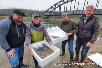 Höxter: 75.000 Jung-Aale tummeln sich in Weser und bald in Florida