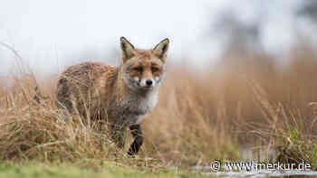 Fuchs wird auf der Jagd von Flut überrascht und sitzt fest